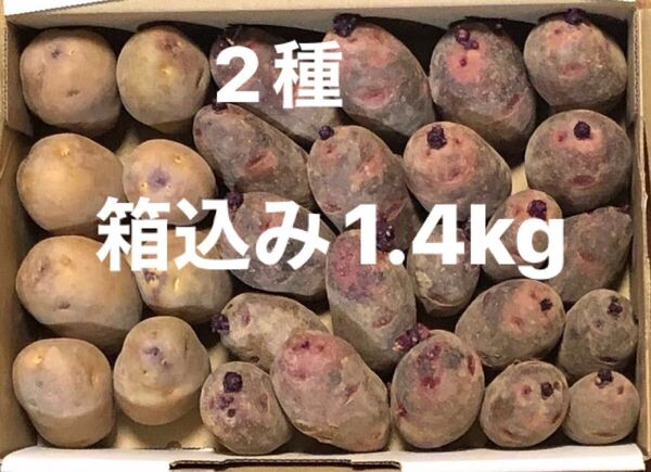 じゃがいも 種芋 2種 秋植付け用 インカのめざめ グランドペチカ