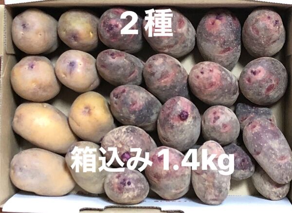 じゃがいも 種芋 2種 秋植付け用 インカのめざめ グランドペチカ