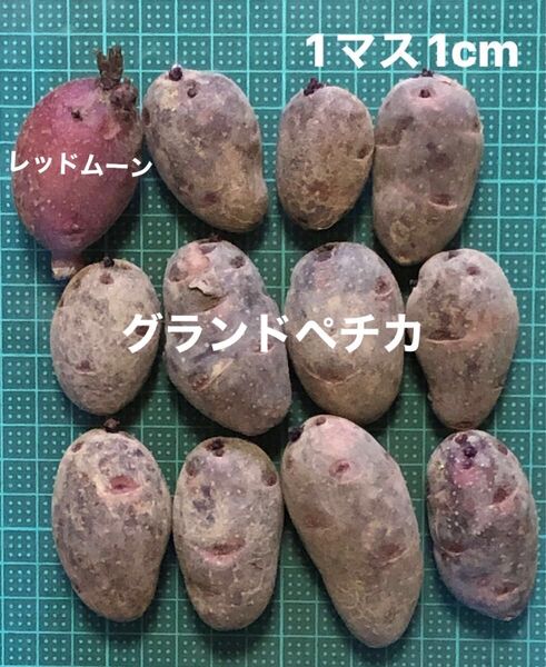 じゃがいも グランドペチカ11個 レッドムーン 1個 すぐ植え付け可能 種芋