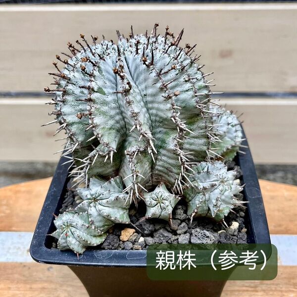 Euphorbia horrida ◆ユーフォルビア ホリダ アルバ 雄木 子株