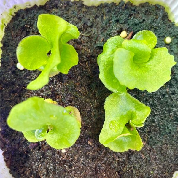 P.ridleyi wild_リドレイ 幼苗 4株◆ビカクシダ/コウモリラン