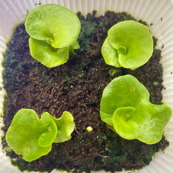 P.ridleyi wild_リドレイ 幼苗 4株◆ビカクシダ/コウモリラン