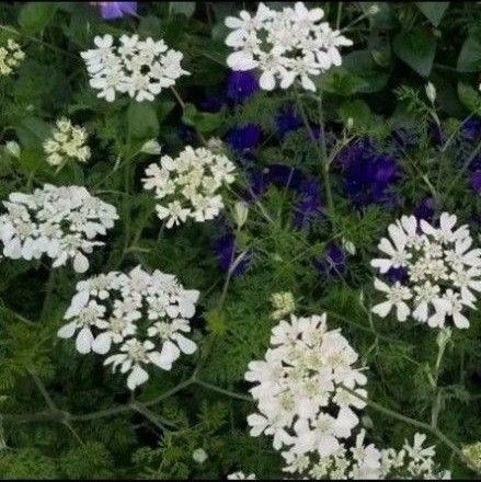 無農薬 種 オルラヤ種50粒以上 種子 オルラヤ オルレイア オルレア ホワイトレース 2025年7月・播種分 白いお花 送料無料
