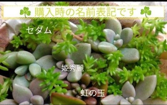 虹の玉(カット苗) x 4個 + 姫秀麗(カット苗) x 4個 + セダム(カット苗&根付き苗) 無農薬 多肉植物 多肉 送料無料