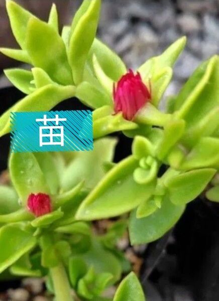 無農薬ベビーサンローズ 抜き苗・2本 根あり ベビーサンローズ 苗 多肉 多肉植物 グランドカバー 無農薬 送料無料 匿名配送