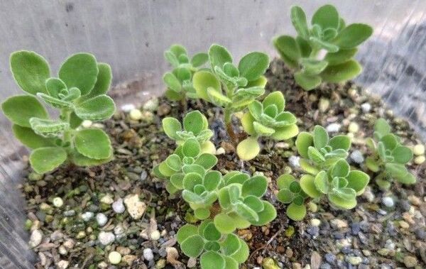 無農薬アロマティカス 抜き苗 x 1本 根付き 根あり アロマティカス 無農薬 送料無料 匿名配送 多肉植物 寄せ植え ハーブ