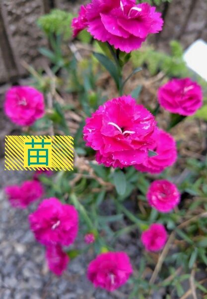 ミニカーネーション 抜き苗 x 2苗 2苗 苗 根あり 挿し木苗 カーネーション ピンクのお花 送料無料 匿名配送 丈夫 無農薬