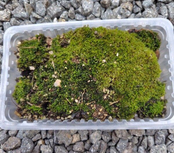 苔 天然 自然 苔+植物付き 苔テラリウム 盆栽 苔玉 趣味 飾り インテリア ディスプレイ コレクション 送料無料 匿名配送