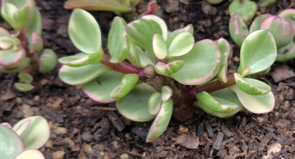 無農薬雅楽の舞 雅楽の舞 x 1苗(根あり)+姫秀麗・葉(葉挿し用)数枚おまけ付き 抜き苗 根付き 苗 多肉 雅楽の舞 多肉植物