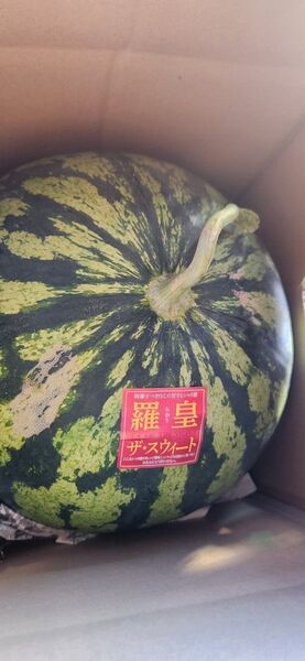 超特大羅皇ザスウィート 14、7キロ 訳あり