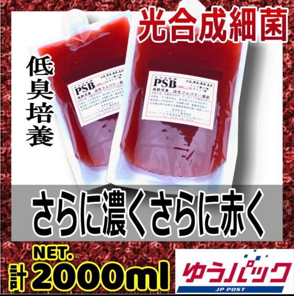2L低臭タイプ☆光合成細菌シアノバクテリアPSB1000ml×2超活性フルパワー菌液で水質改善!水槽・水草・養魚池の水替え約2t分