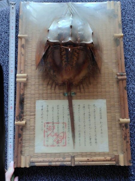 現状品●天然記念物 カブトガニ 標本 全長約40cm ケース付き