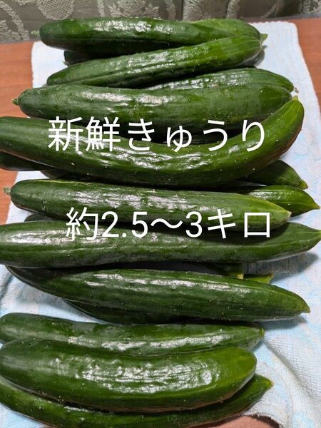 新鮮きゅうり 約2.5~3キロ