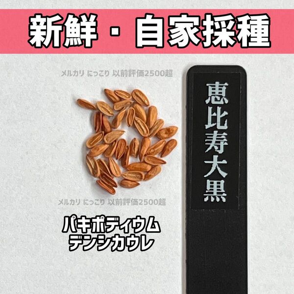 【自家採種】 新鮮! 恵比寿大黒 種子 10粒 パキポディウム デンシカウレ