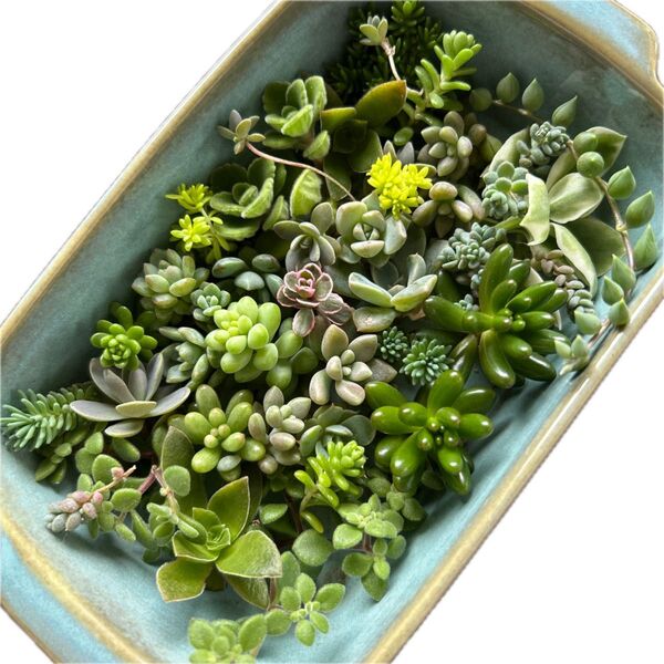 多肉植物 カット苗 寄せ植えに!初心者向け