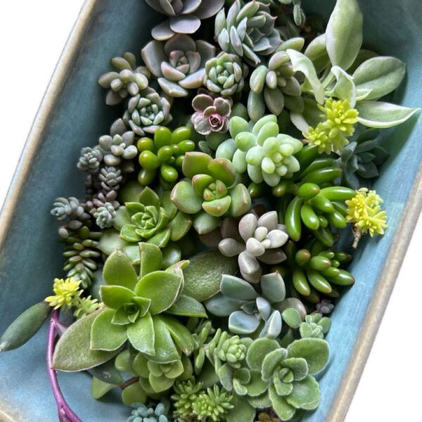多肉植物 カット苗 寄せ植えに 初心者向け!