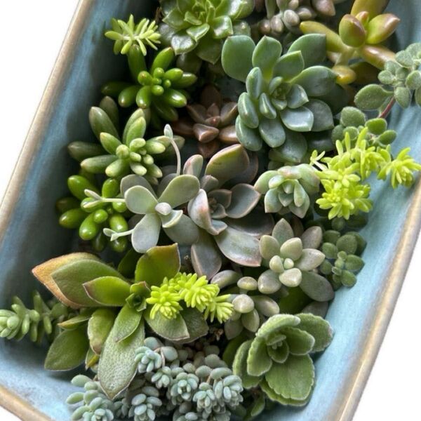 多肉植物 カット苗 寄せ植えに!初心者向け