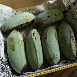 石垣島産 自然栽培 アイスクリームバナナ【1kg】