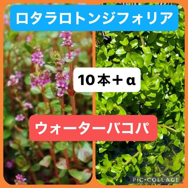 ロタラロトンジフォリア10本+ウォーターバコパ 10本 有茎草2種セット 水上葉
