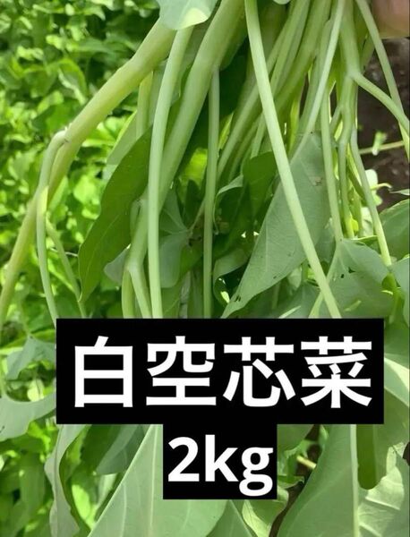 空芯菜2kg