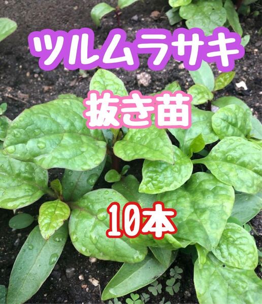 ツルムラサキ 抜き苗 10本
