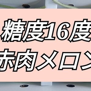 レッドヒルメロン2玉入り