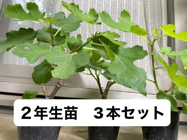 2年生いちじくの苗 大苗3本セット 桝井ドーフィン