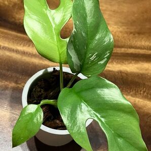 斑入り ヒメモンステラ 抜き苗発送