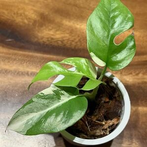 斑入り ヒメモンステラ 抜き苗発送 発根済み