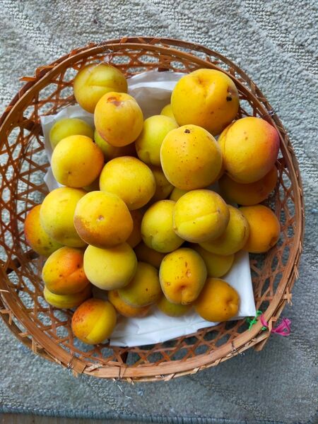 お買い得 新潟県産 完熟梅 1kg 無農薬