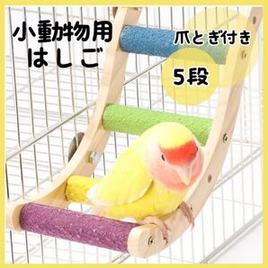 ペット用 はしご S字 5段 鳥 リス モモンガ 木製 ステージ カラフル サンドパーチ