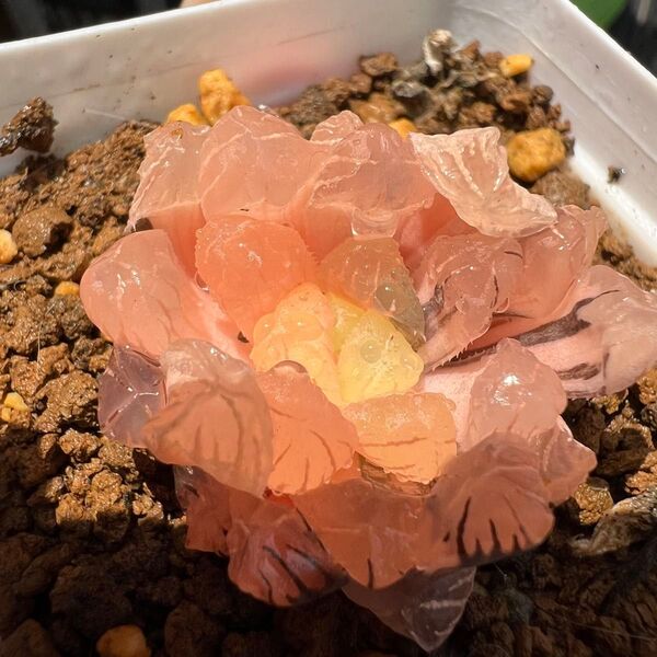 多肉植物 ハオルチア OB-1オブツーサ錦 鮮明錦 糊斑