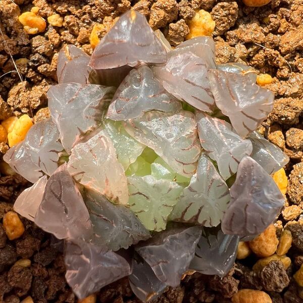 多肉植物 ハオルチア OB-1オブツーサ錦