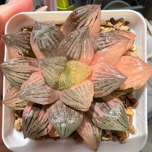 ハオルチア 多肉植物 大株 龍爪極上斑 変異系