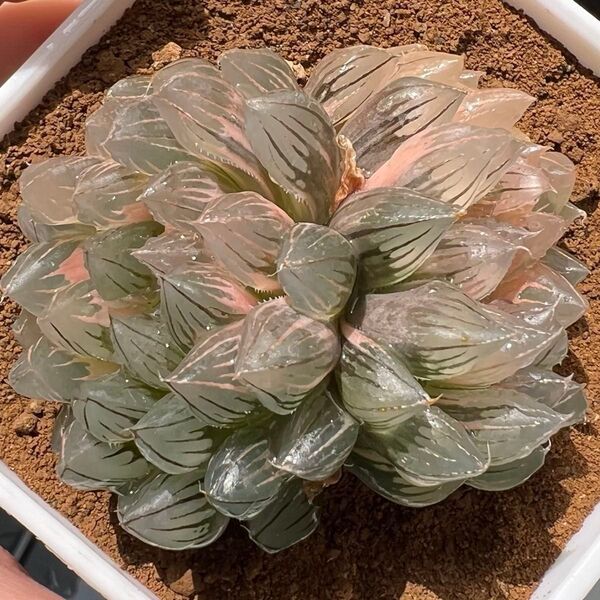 9センチ鉢ハオルチア 多肉植物 自家繁殖 大株 糊斑 龍爪オブツーサ 糊斑