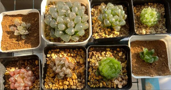 多肉植物 観葉植物 新入荷 8つの異なる多肉植物 ハオルチア オブツーサ錦 8鉢
