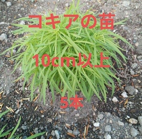 まんまる コキアの苗 5本 10cm以上