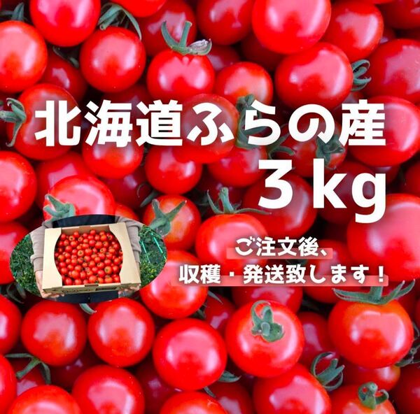【精品】北海道富良野産ミニトマト3kg