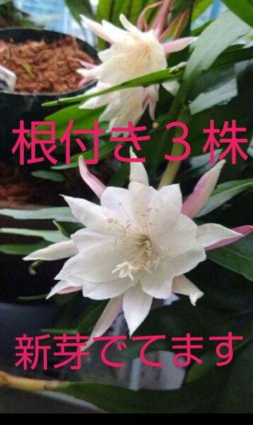 月下美人3株 抜き苗 新芽出てます
