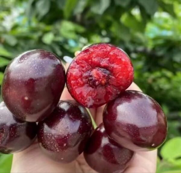 ワシントン州産 高糖度 プレミアムチェリー アメリカンチェリー さくらんぼ チェリー 箱込み1kg