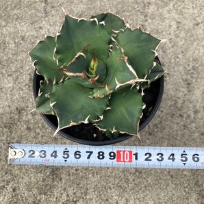 アガベ チタノタ 白鯨