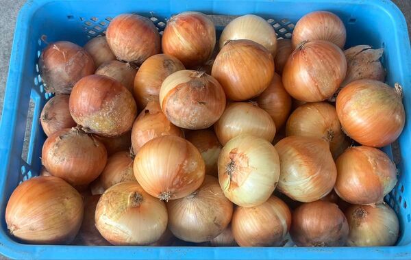 佐賀県産 玉ねぎ 約10キロ!! 規格外・訳あり品 大特価!!