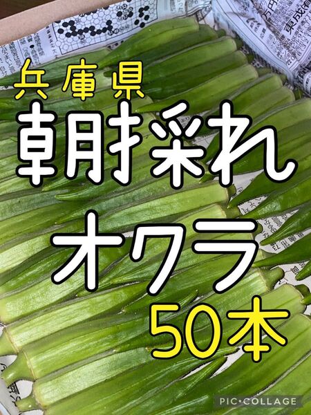 朝採れ オクラ 50本 兵庫県 農家直送!送料込み!!