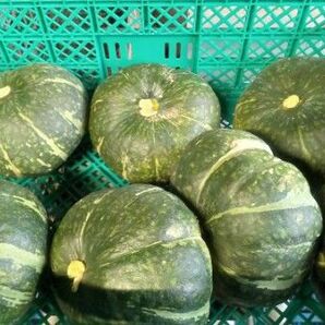 お買い得!完熟かぼちゃ(10kg) 訳あり品 値段高騰中!!