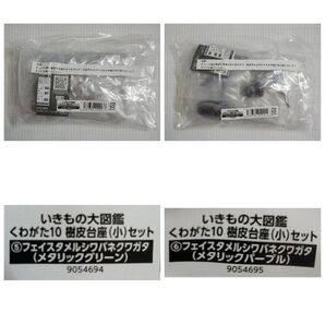 【未開封・オンライン予約限定】フェイスタメルシワバネクワガタ メタリックグリーン&パープル くわがた10樹皮台座小セットより2種