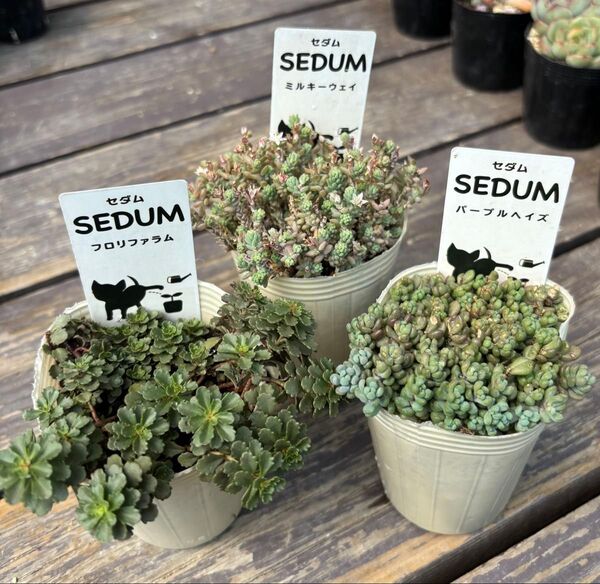 多肉植物 セダム3種 フロリファラム・パープルヘイズ・ミルキーウェイ 抜き苗 根付き