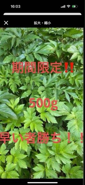 期間限定!!明日葉 硬めの葉 500g 幼虫 蝶々 うさぎさん モルモットに