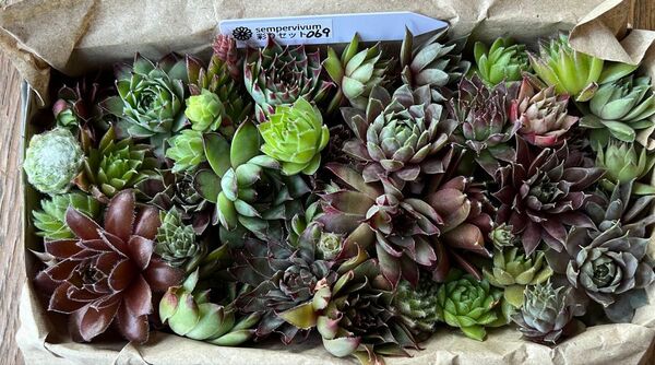 センペルカラフル彩りセット069 多肉植物 カット苗 寄せ植え 園芸 箱にいっぱい 多肉植物カット苗