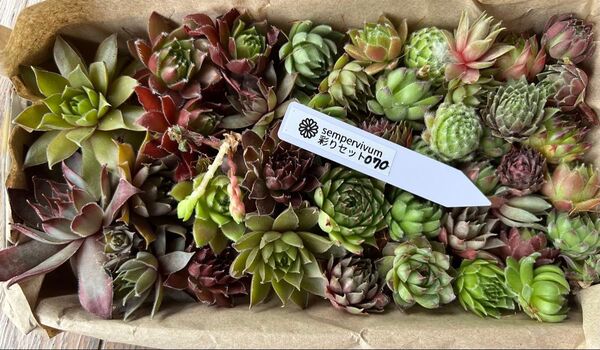 センペルカラフル彩りセット070 多肉植物 カット苗 群生 寄せ植え ゆうパケットポスト