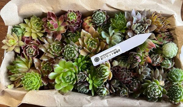 センペルカラフル彩りセット067 多肉植物 カット苗 寄せ植え
